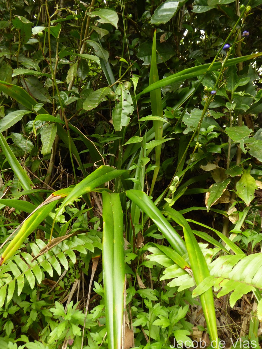 Dianella ensifolia (L.) Redouté